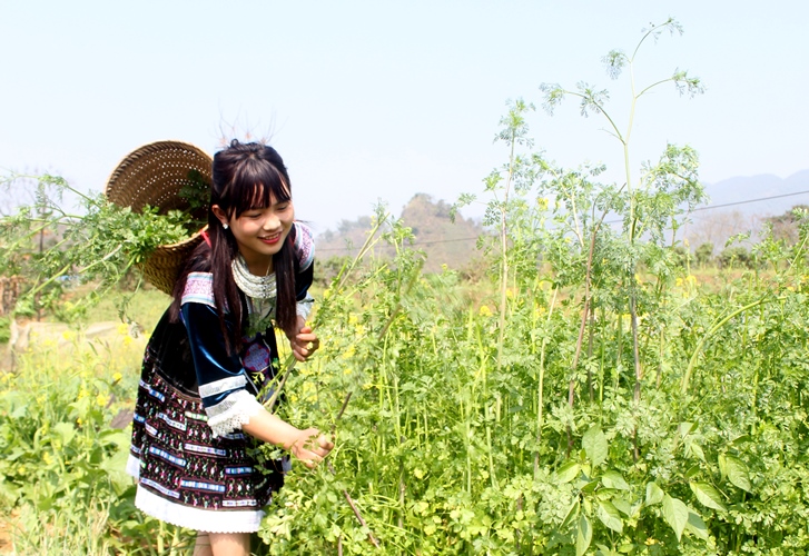 Người dân trồng mùi già bán trong ngày tết Nguyên đán.